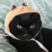 ぽんずゆずの画像