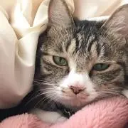 ぽだず
