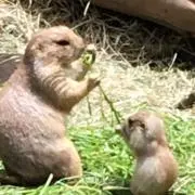 カピ子の画像