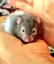 科捜研の女 榊まりこ ぬいぐるみ - メルカリ