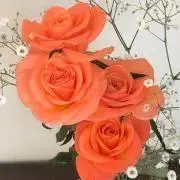 よじの画像
