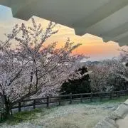 Ariesの画像