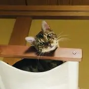 catTakaの画像
