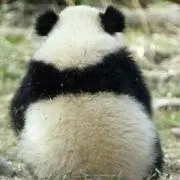 pandaの画像