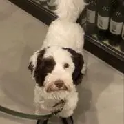 inuの画像