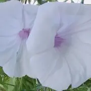 mignonneの画像