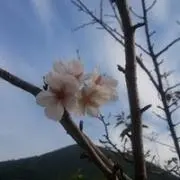 oneチャンの画像