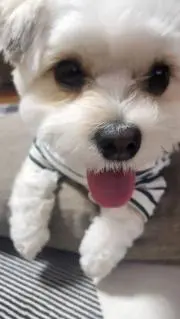 やんちゃんの画像