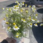 りんご
