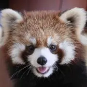 チャマスの画像