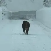 けむりん