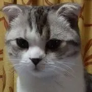 わかやんの画像