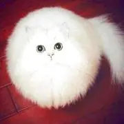 ひまわりの画像