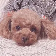 やまてつの画像