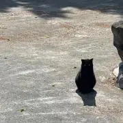 吾輩は猫である