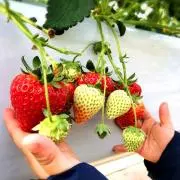 アポロ