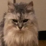 まこにゃんの画像