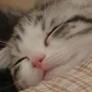 Mikuの画像