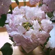 ケイト