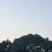 むむの画像