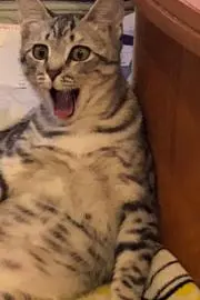 りーべ