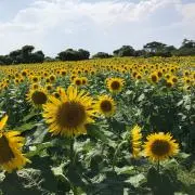 ママchan