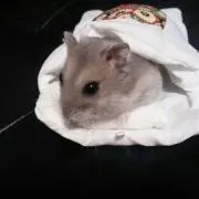 きちゃな