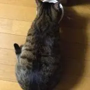 みいよんの画像