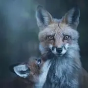 Gongitsune