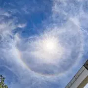 家虎の画像