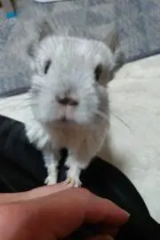 みるみるの画像