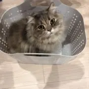 るーちニコニコの画像