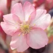 桜✳︎プロフィールもお読みくださいの画像