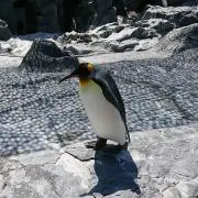 咲良の画像