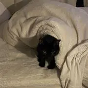 ⋆˙⟡の画像