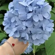ももの画像