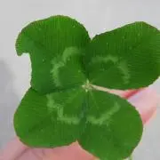 はな吉の画像