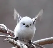 あるとの画像