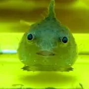 だんごうおの画像