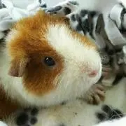 saocchaの画像