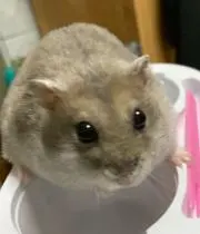 ポポの画像