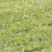 チェルウィン
