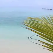 msの画像