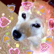 ぽん