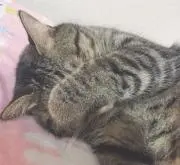 fukurincoの画像