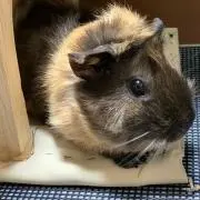 まりこの画像