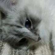ねこずきさん