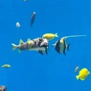 ゆう