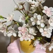 さくらいろの画像
