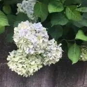 otoの画像